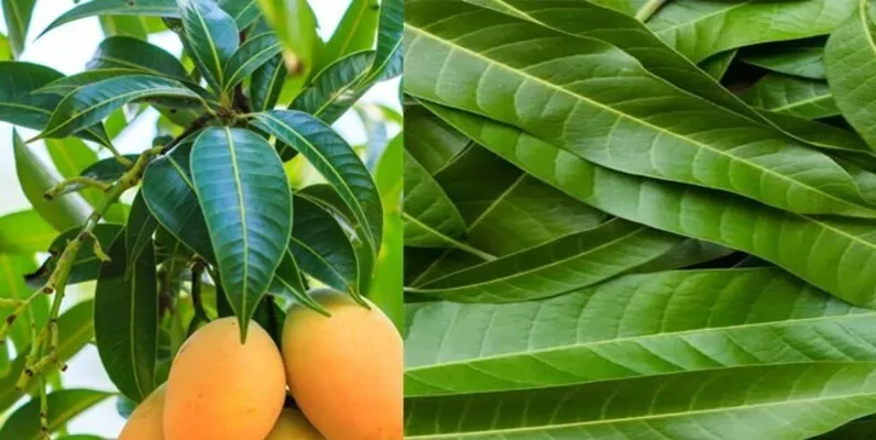 Leaf Disease Dataset Image Classifier